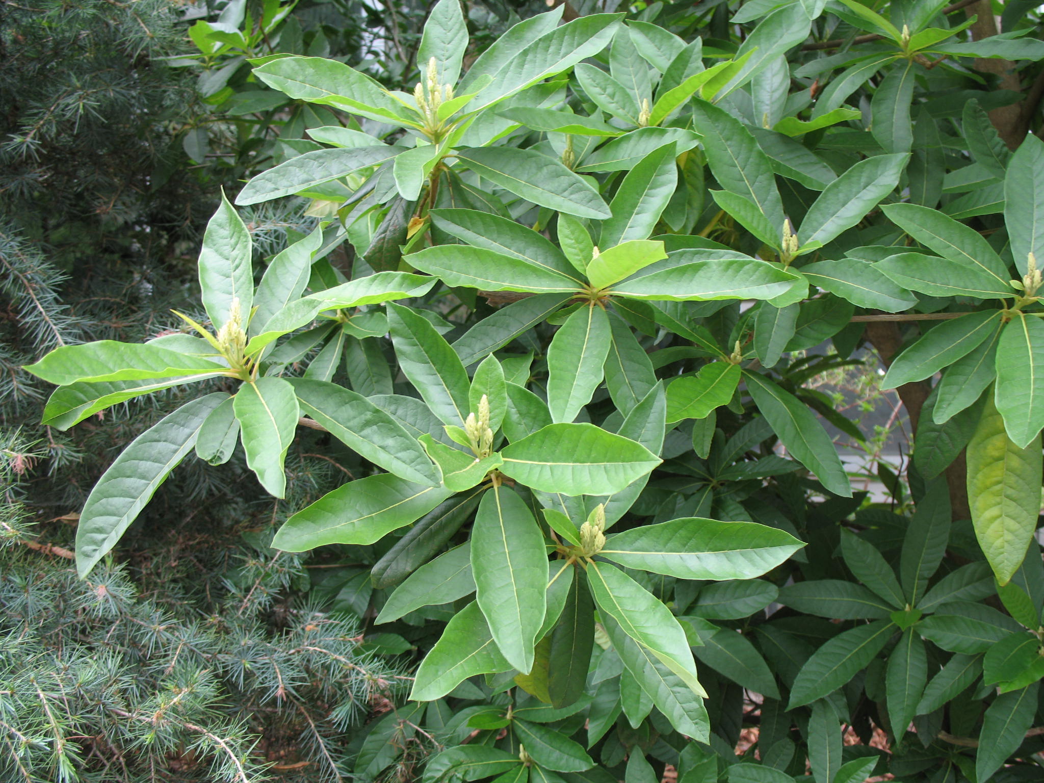 Online Plant Guide - Clethra barbinervis  White Alder, Japanese Clethra